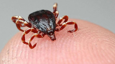 Keneden bir ölüm daha