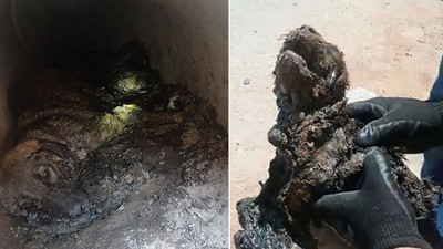 Zifte yapışan köpek ile 3 yavrusu kurtarıldı! 3'ü ise öldü…