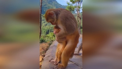 Anne maymun heimlich manevrasıyla yavrusunun hayatını kurtardı