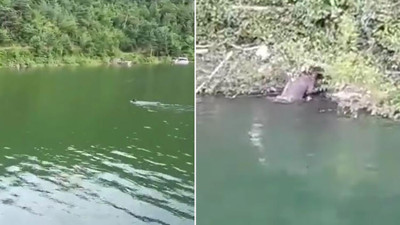 Ayı baraj gölünde yüzerken tekne turundakiler ödünü kopardı. ‘Aha arkadaşlar ayu işte size canlı yayında ayu’