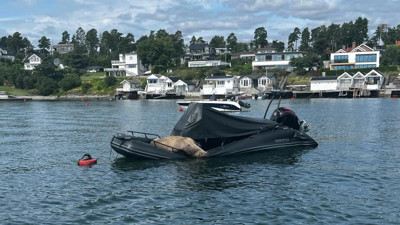 600 kiloluk Norveç’li deniz aygırı Freya şehir şehir geziyor, boş teknelerde güneşleniyor