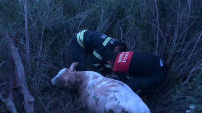 Çukurda mahsur kalan inek kurtarıldı