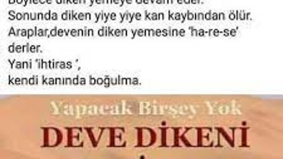 Zülfü Livaneli bir kitabında böyle anlatmıştı: Bakın deve dikeni neden severmiş