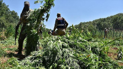 Hatay'da 6 bin 983 kök Hint keneviri bulundu