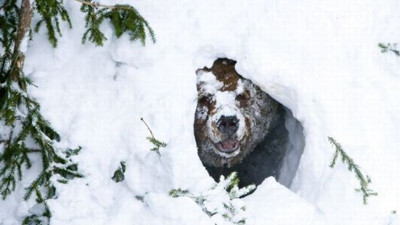 Kış uykusundaki ayı kanından serum hazırlandı: O hastalığa umut olacak