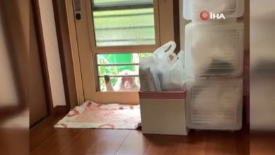 Japonya'da maymunlar 58 kişiye daha saldırdı