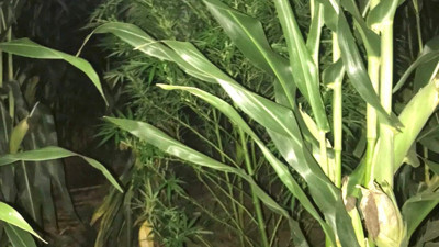 Mısırların arasına ekili 32 kök kenevir bitkisi ele geçirildi