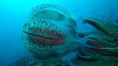 25 yıl sonra görüntülendi. Üzerinde garip işaretler var