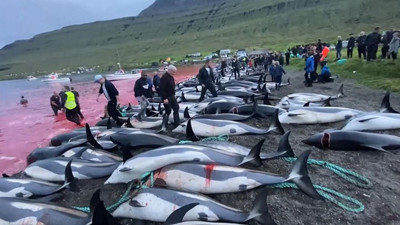 Faroe Adaları'nın Grindadrap Festivali'nde 100 şişeburunlu yunus katledildi