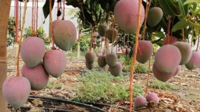 Bir dönümün geliri 190 bin TL. Üreticilerin gözdesi