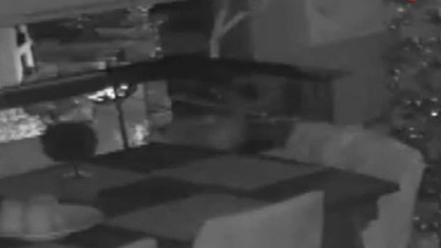 Düzce depremini İstanbul Pendik’teki papağan böyle hissetti