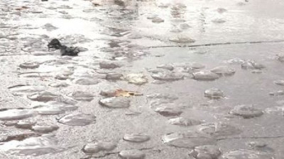 Deniz anaları kaldırıma çıktı