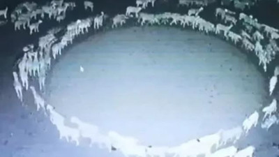 12 gün boyunca durmadan dönen koyunların sırrı çözüldü