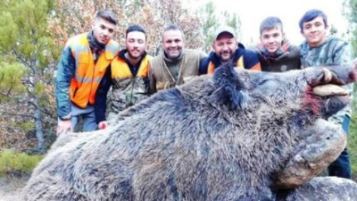 Avcılar dev domuzu avladı