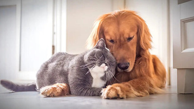 Evcil hayvanlardan da bulaşabiliyor. Bu hastalığın tedavisi yok