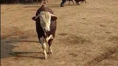 Mezbahaneden kaçtı ortalığı birbirine kattı