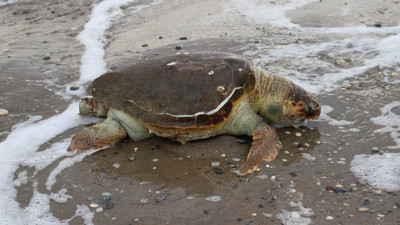 Mersin’de ölü Caretta caretta sahile vurdu