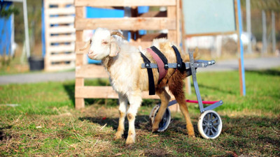 Kesimden kurtarılan engelli oğlak Emekli Hayvanlar Çiftliğine yerleştirildi