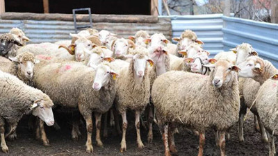 İki ilçede 'şap' karantinası