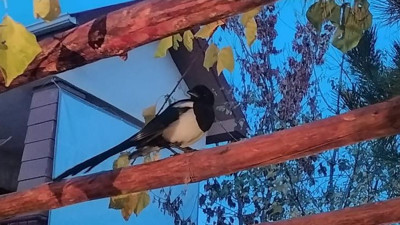 Saksağanın vefası