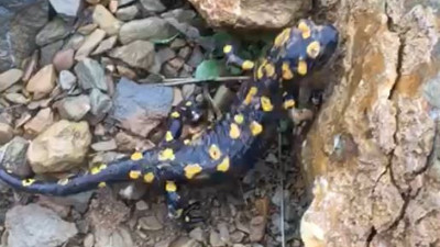 Nesli tükenme tehlikesindeki tür doğa fotoğrafçısının kadrajına yakalandı