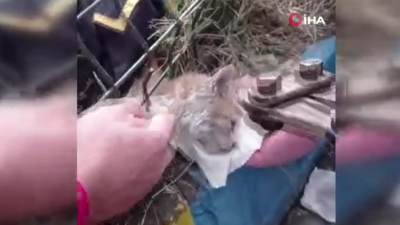 Başını demir parmaklığa sıkıştıran kedi kurtarıldı
