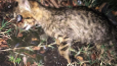 Yavru kediyi işkence yaparak öldürdüler