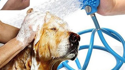 Uzmanından köpek yıkama tavsiyeleri