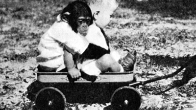 Şempanzeyle aynı anda büyütülen bebek intihar etti. Tarihin en korkunç deneyi