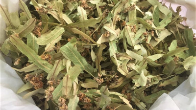 Uzmanı sağlığımız açısından ıhlamurun daha nasıl kaliteli hale getirileceğini açıkladı (30 Kasım 2022)