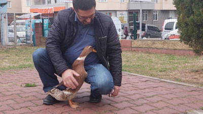 Köpek yerine ördek dolaştırıyor