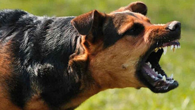 Bir mahalle kuduz şüphesi nedeniyle karantinaya alındı