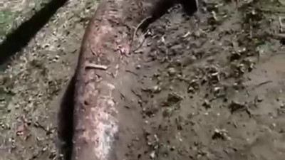 Nehirdeki dev yayın balıklarını tek tek tutup elleriyle yakaladılar