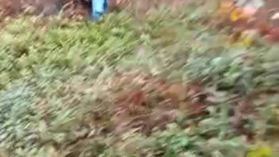 Ormanda odun keserken domuz saldırısına uğradı