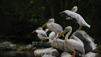 Peru'da kuş gribi pelikanları vurdu: 13 bin pelikan öldü