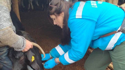 Küçükbaş hayvanlara çiçek aşısı