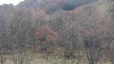 Elazığ’da yaban keçileri görüldü