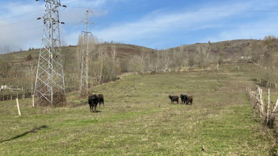 Otlayan gebe manda maganda başından vurarak öldürdü
