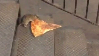 Koca şehri fareler bastı. Belediye 3 milyon lira maaşla “sıçan şefi” arıyor