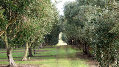TOKİ ‘arsa’ adı altında doğal güzellikleri satıyor: Bari onlara dokunmayın
