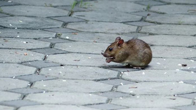 Fare istilası başladı! Her yerden çıkıyorlar, halk panik içinde