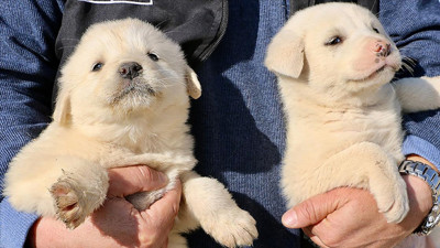 629 binden fazla ev hayvanı kimliklendirildi