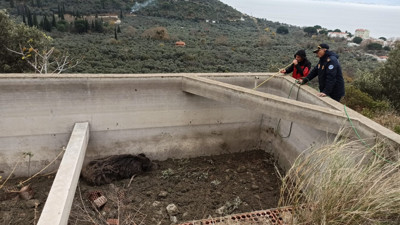 Sulama havuzuna düşen hayvan kurtarıldı