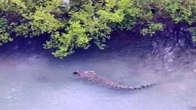 Dev timsah 1 yaşındaki çocuğu babasının gözleri önünde tek hamlede yuttu