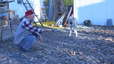 Kurtların kokulu rüyası vejeteryan çıktı