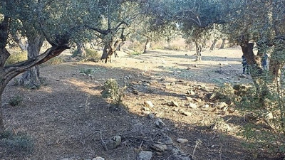 Hatay'da tarladan 2 ton zeytin çalan 3 şüpheli tutuklandı