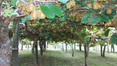 Sindirim sistemini düzenliyor. Astıma iyi geliyor. İlaca gerek yok bir avucu bile şifa deposu