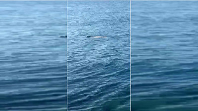 Hatay’da Akdeniz foku görüldü