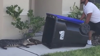Bahçesine giren timsahı çöp kutusuyla yakaladı