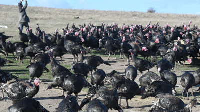 Yılbaşı için hindi fiyatları belli oldu